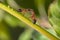 Trophallaxis Of A Small Spider Between Two  Carpenter Ants