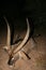 Trophy African antelope Waterbuck with a rifle after hunting