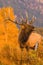 Trophy Bull Elk calls for mate in Rocky Mountains during September rut.