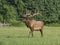 Trophy Bull Elk in Late Evening Light