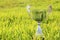 Trophy cup standing on green grass in sport field