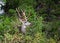 Trophy mule deer buck, 10 point, in natural outdoor setting. Wildlife scene of majestic mature buck with large rack. Hunting for b