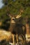 Trophy Mule Deer Buck
