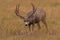 Trophy mule deer buck in Colorado meadow
