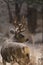 Trophy Mule Deer Buck in Snow