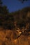 Trophy Mule Deer Bucks