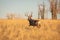 Trophy Mule Deer walks through woods in fall hunting season