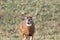 Trophy White-tailed Buck Odocoileus virginianus with a missing brow tine standing and looking alert in a field during autumn. Se