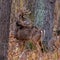 Trophy White-tailed buck standing in the forest