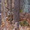 Trophy White-tailed buck standing in the forest