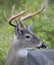 A Trophy White-tailed deer buck portrait walking through the meadow during the autumn rut in Canada