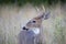 A Trophy White-tailed deer buck portrait walking through the meadow during the autumn rut in Canada