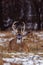 Trophy White-tailed (Odocoileus virginianus) buck bedded down during winter in Wisconsin.