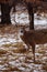 Trophy White-tailed (Odocoileus virginianus) buck during winter in Wisconsin.