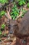 Trophy Whitetail Buck Deer Stag