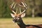 Trophy Whitetail Deer Buck