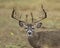 Trophy Whitetail Deer Buck displays impressive antlers