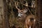 Trophy Whitetail Deer Buck During Fall Rut