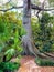 tropial kapok tree in Florida park