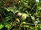 Tropic Ageratum`s small white flowers blooming Ageratum conyzoides