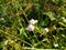 Tropic Ageratum`s small white flowers blooming Ageratum conyzoides