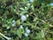 Tropic Ageratum`s small white flowers blooming Ageratum conyzoides