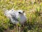 Tropic bird chick who left the nest too early, Christmas Island, Australia