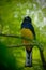 Tropic bird in the forest. Guianan Trogon, Trogon violaceus, yellow and dark blue exotic tropic bird sitting on thin branch in the