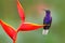 Tropic bird with red flower. Hummingbird, action wildlife scene from nature. Hummingbird from Costa Rica in tropic forest. Big blu