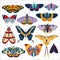 Tropic Butterfly and Exotic Moth Colored Set