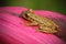 Tropic frog Stauffers Treefrog, Scinax staufferi, sitting on the pink leaves. Frog in the nature tropic forest habitat. Costa Rica