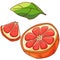 Tropic Grapefruit sticker set on white isolated backdrop stock vector illustration