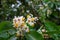 Tropic greenery blooming. Exotic tree blossom with white petals and yellow center