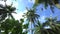 Tropic island amazing view to palms and bat fly from one tree to another 4K footage