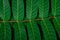 Tropic jungle green leaves veins macro background