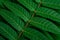 Tropic jungle green leaves veins macro background