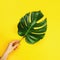 A tropic leaf of philodendron monstera in a girl`s hand