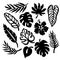 TROPIC LEAVES Monochrome Contours Vector Illustration Set