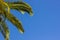 Tropic natural wallpaper pattern scenic landscape photography palm tree leaves on blue sky background with empty space for copy or