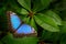 Tropic nature in Costa Rica. Blue butterfly, Morpho peleides, sitting on green leaves. Big butterfly in forest. Dark green vegetat