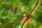 Tropic nature in forest. Olive Tree Frog, Scinax elaeochroa, sitting on big green leaf. Frog with big eye. Night behaviour in Cost