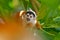 Tropic nature. Monkey, long tail in tropic forest. Squirrel monkey, Saimiri oerstedii, sitting on the tree trunk with green leaves