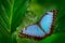 Tropic nature in Nicaragua. Blue butterfly, Morpho peleides, sitting on green leaves. Big butterfly in forest. Dark green vegetati