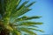 Tropic palm closeup with blue sky background behind