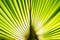 Tropic palm leaf in macro picture with abstract lines