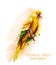 Tropic Parrot yellow bird Vector watercolor illustration. Cute bird on a brach isolated on whites