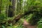 Tropic rain Forrest trail with fallen tree and green Farn all over