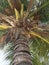 Tropic tree in Kurumba island,