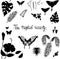 The tropic variety butterflies, leaves and flowers silhouettes