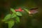 Tropic wildlife. Buff-winged starfrontlet, Coeligena lutetiae, hummingbird in the family Trochilidae, found in Colombia, Ecuador,